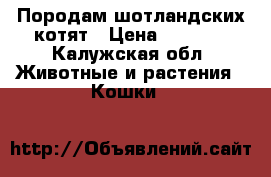 Породам шотландских котят › Цена ­ 3 500 - Калужская обл. Животные и растения » Кошки   